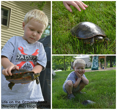 Finding painted turtles in the yard