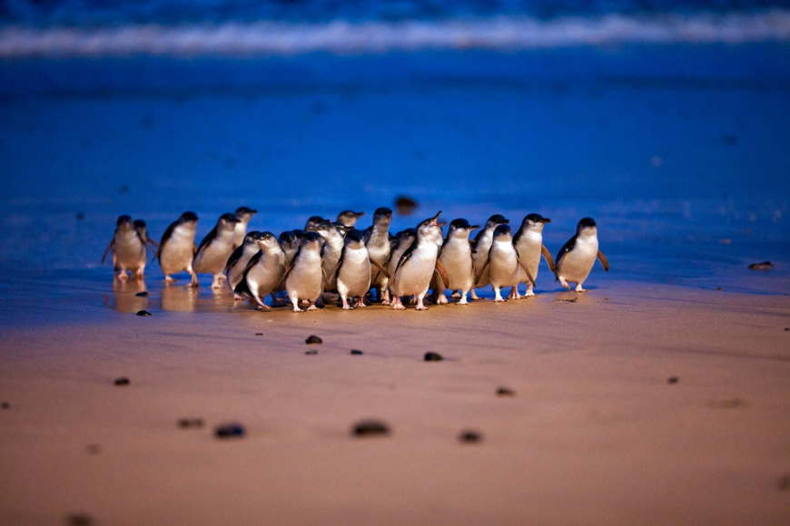 Phillip Island, Melbourne, Australia (with Map & Photos)