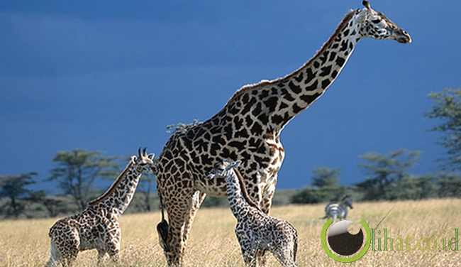 25+ Info Spesial Mata Jerapah