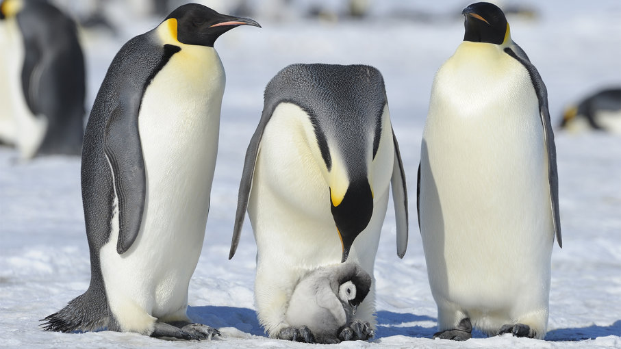 Information About Emperor Penguin Weight Height And Facts