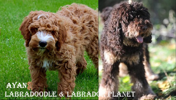 labradoodle puppies for sale
