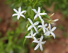 Arabian jasmine  (अरबियन जास्मीन)