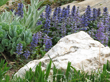 Lamb's Ear and Blue Ground Cover in Rock Garden