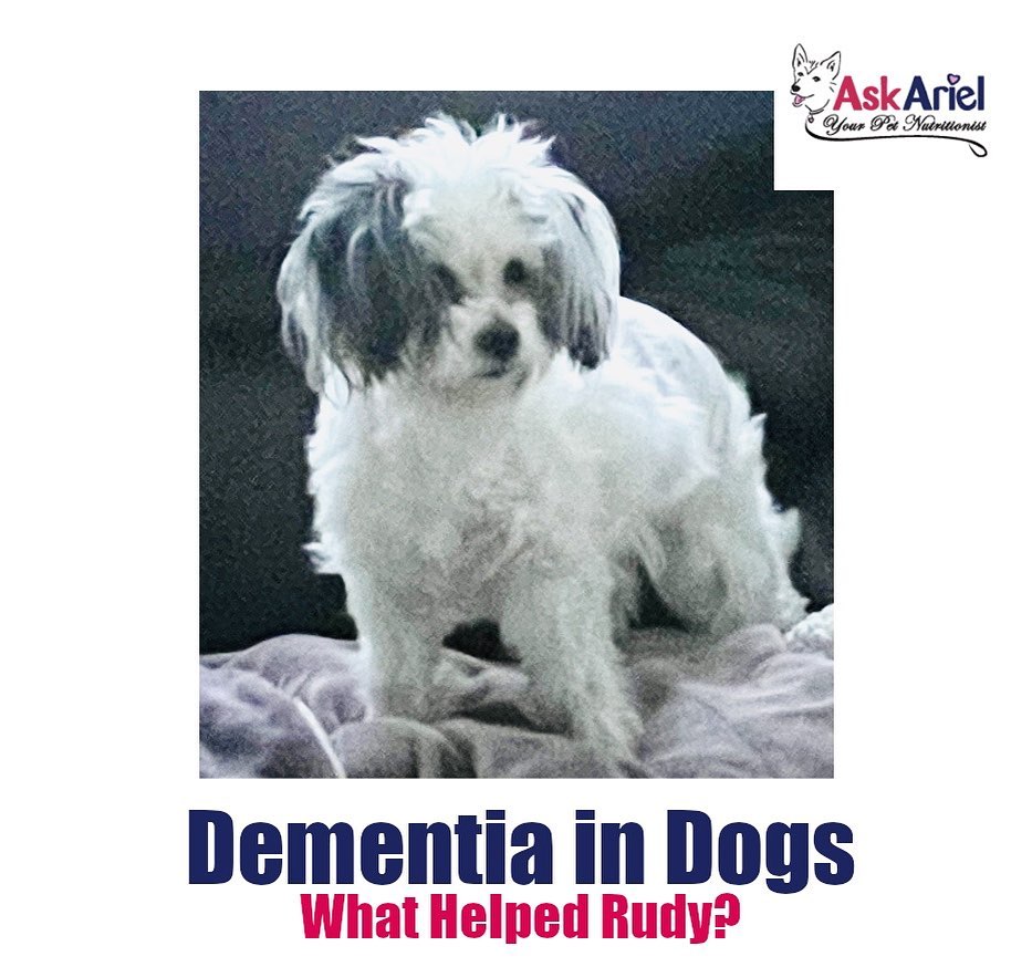 Supplements For Canine Cognitive Dysfunction Help Senior Dog Holistic