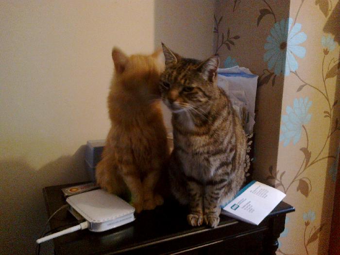 Read more Magazine Why Does My Cat Pee So Much?Is it diabetes?