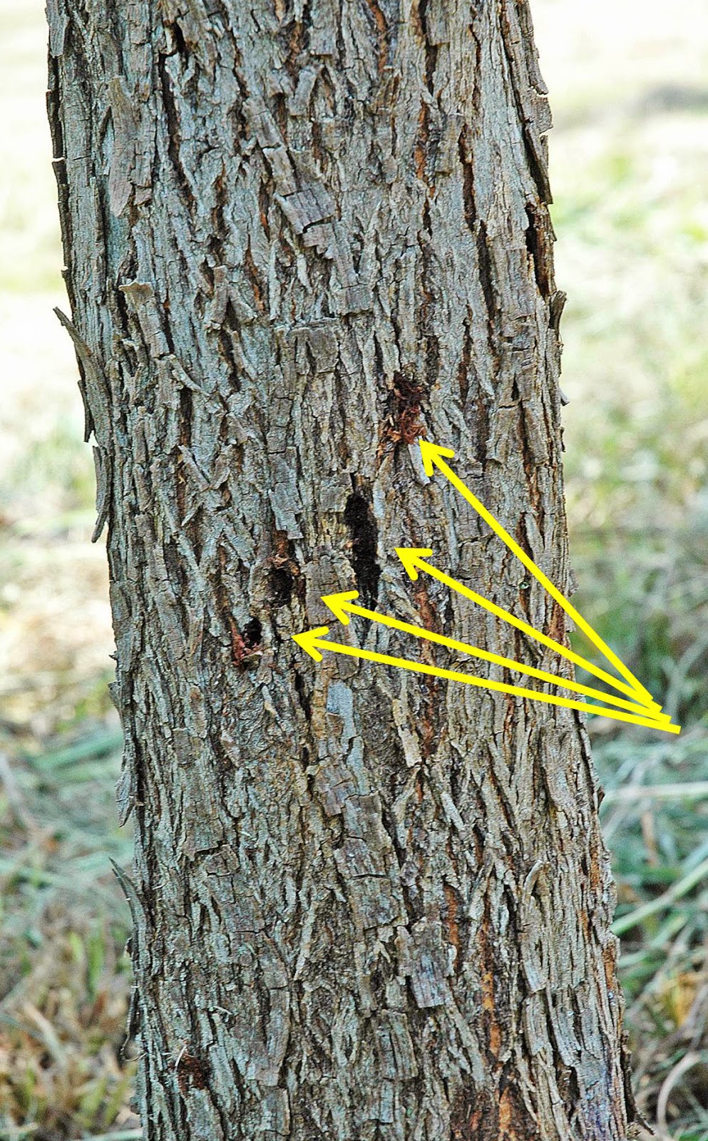 Northern Pecans Dogwood borers on young pecan trees Northern Pecans Dogwood borers on young pecan trees