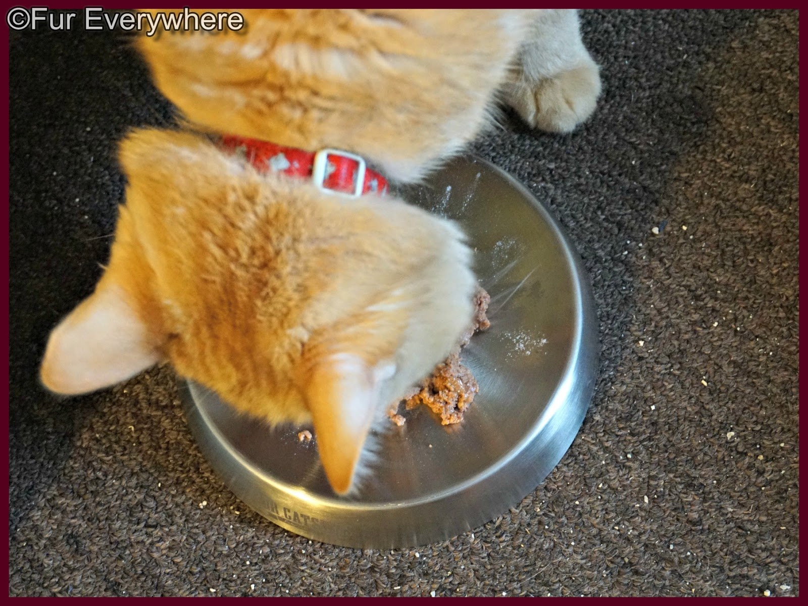 Fur Everywhere Dr. Catsby's Bowl for Whisker Fatigue Review and Giveaway
