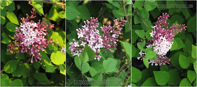 bez pośpiechu: Gdy kwitną bzy...