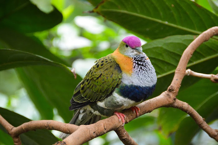 Πτιλινόπους Ορνιθοπανίδα