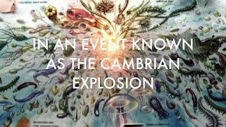 Cambrian Explosion