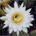 New Arrivals at Walkers Palms and Desert Plants