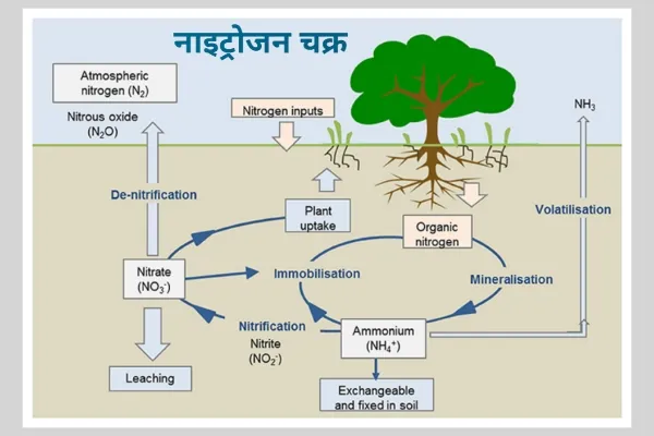 नाइट्रोजन चक्र - nitrogen cycle in hindi