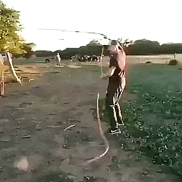 Fail Gifs. Let's post them. | Page 5 | TigerDroppings.com