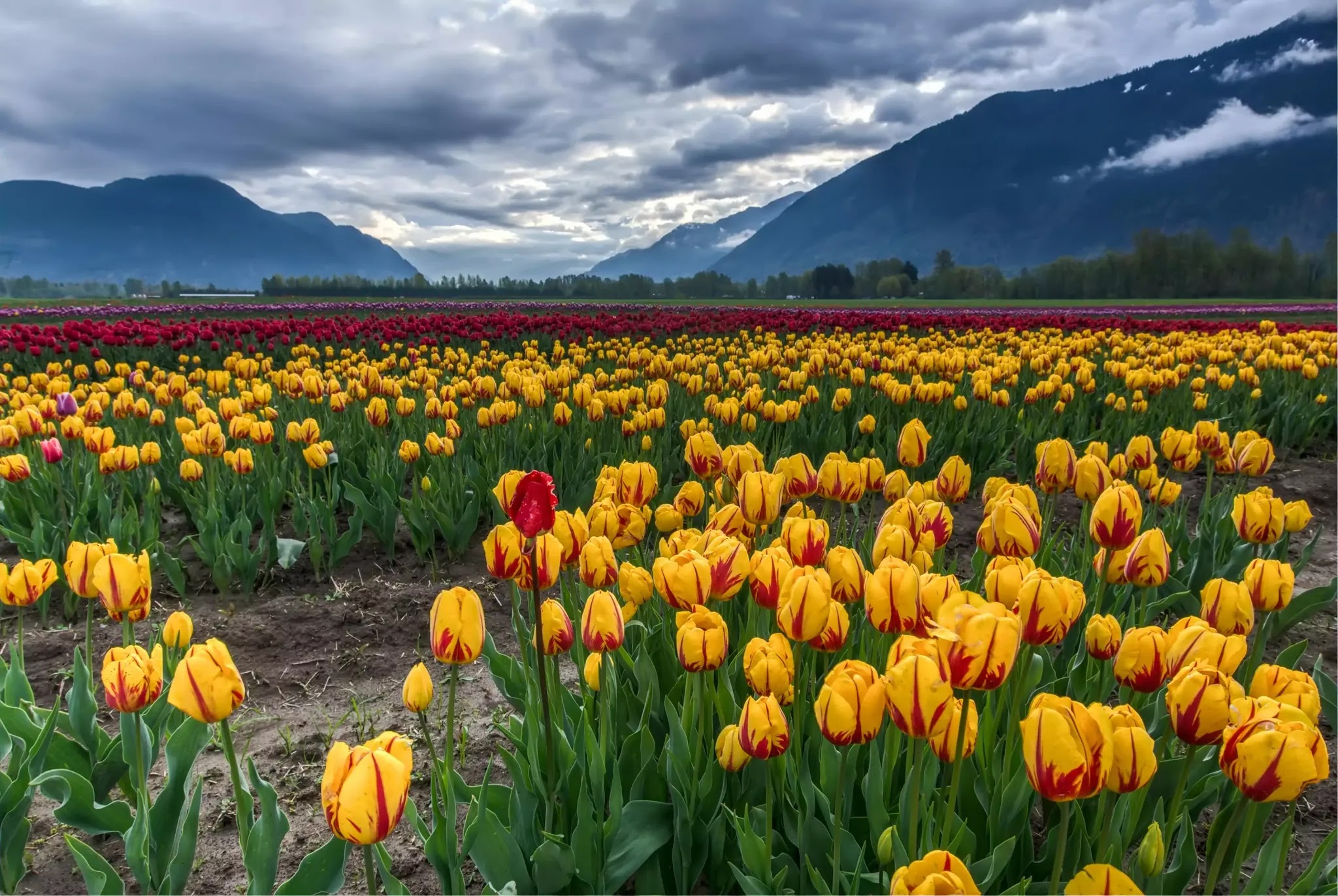 Kashmir tulip festival 2022 a mustvisit event in Srinagar