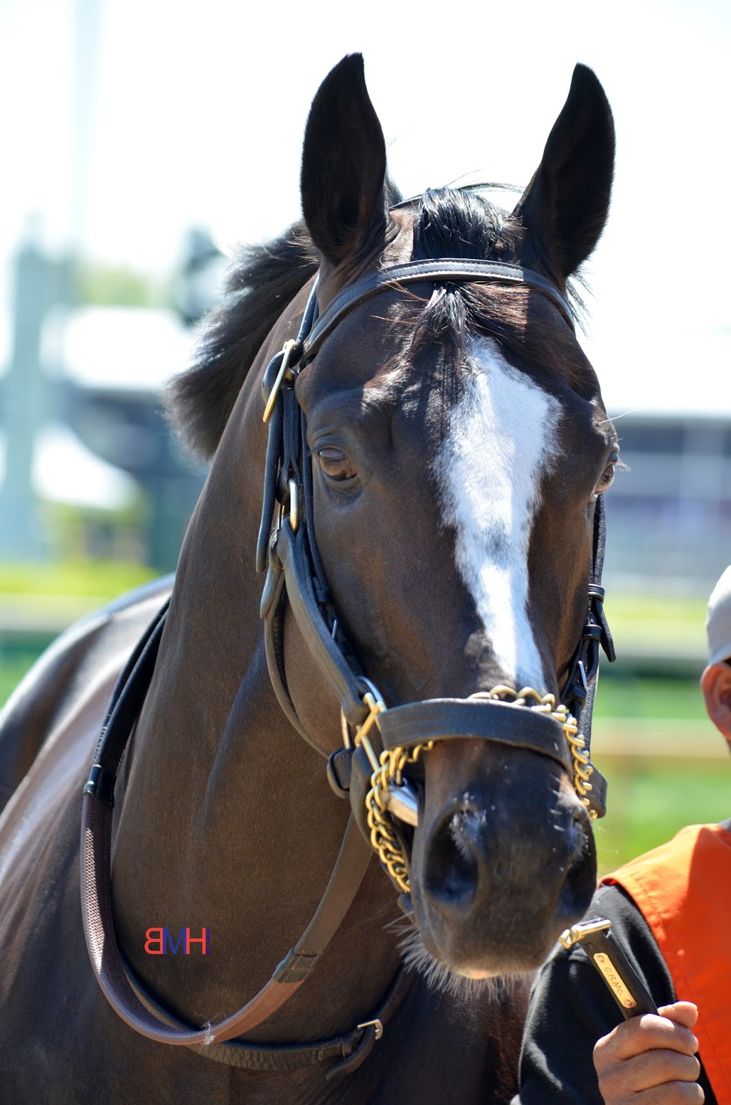 New Stallion: Honor Code