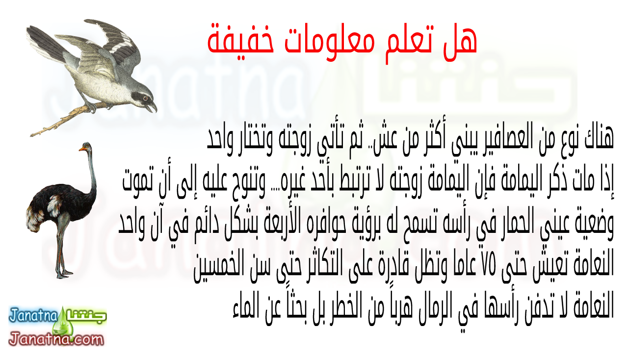 هناك نوع من العصافير يبني أكثر من عش.. ثم تأتي زوجته وتختار واحد إذا مات ذكر اليمامة فإن اليمامة زوجته لا ترتبط بأحد غيره.... وتنوح عليه إلى أن تموت وضعية عيني الحمار في رأسه تسمح له برؤية حوافره الأربعة بشكل دائم في آن واحد النعامة تعيش حتى 75 عاما وتظل قادرة على التكاثر حتى سن الخمسين النعامة لا تدفن رأسها في الرمال هرباً من الخطر بل بحثاً عن الماء