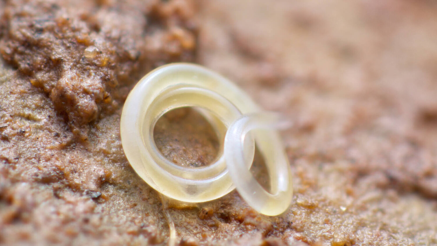 What do Nematodes eat? What do round worms do to humans?