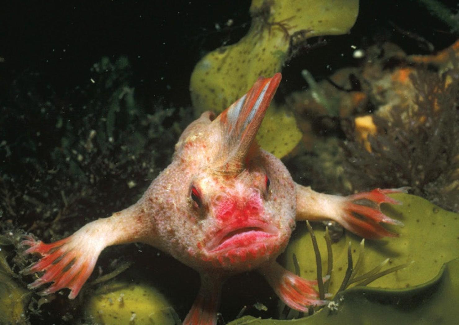 All Aquatic Animals Here