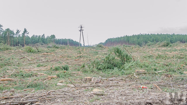 Wycinka drzew pomiędzy Pawłówkiem a Tryszczynem, obwodnica Bydgoszczy