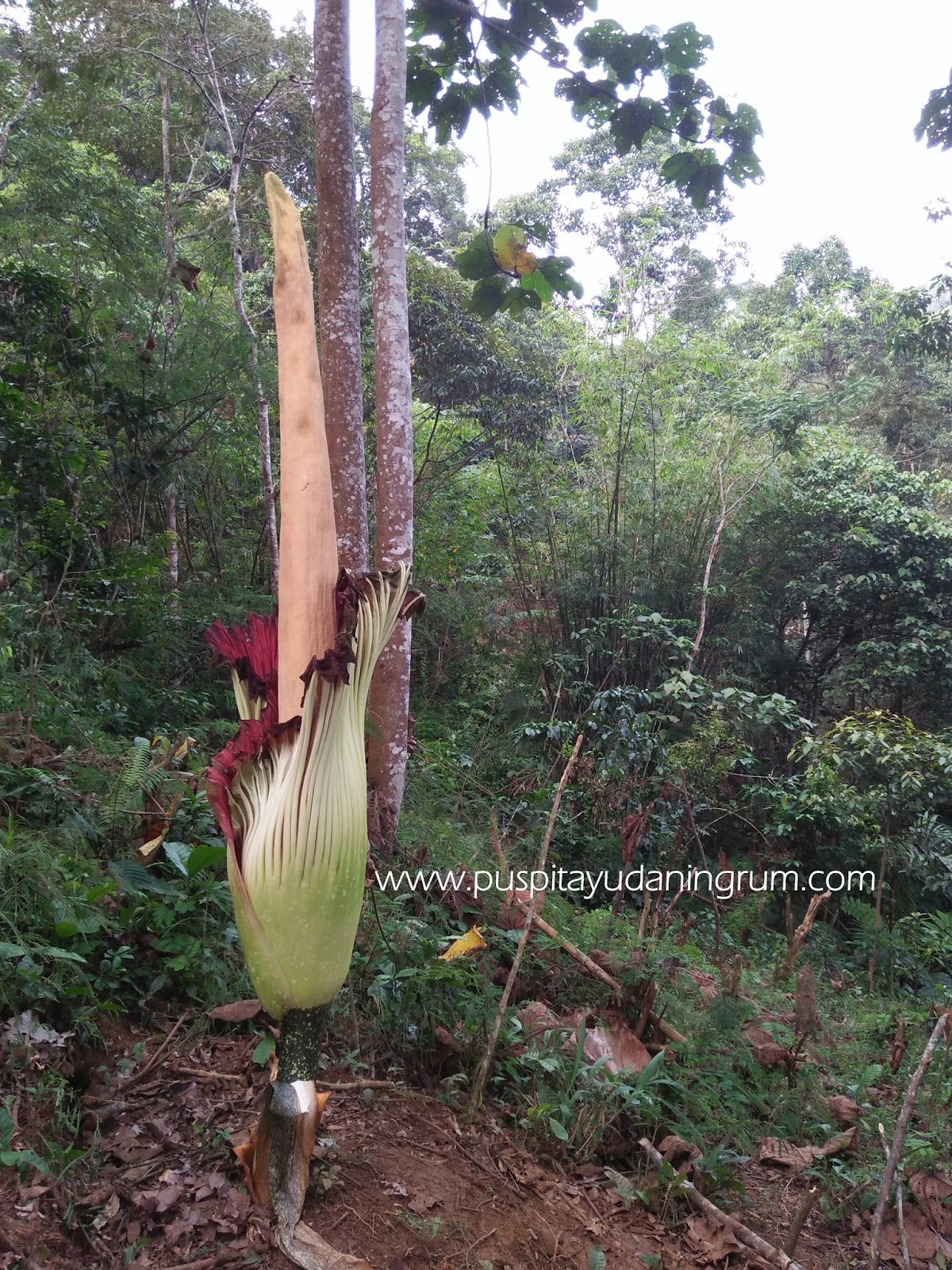 Ini Loh Bedanya Bunga Rafflesia Dan Bunga Bangkai Puspita Yudaningrum Blogger Traveling And Lifestyle
