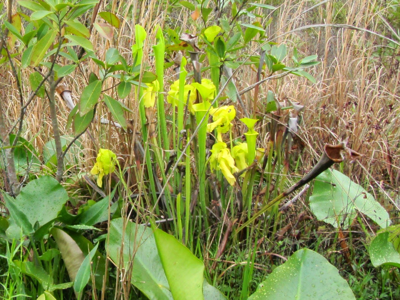 Using Native Plants Into The Swamp