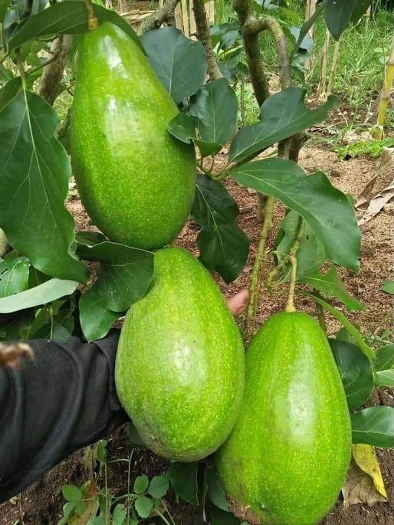 Paket Hemat 4 Bibit Alpukat Unggulan Red Vietnam Miki Aligator Subang Kelud Dumai