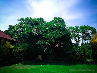 Beautiful Garden Of Balinese Hindu Temple With Old Frangipani Flower Tree