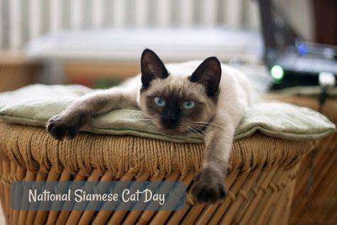 National Siamese Cat Day Wishes Photos