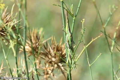 Llagosta bisbe (Acrida ungarica)