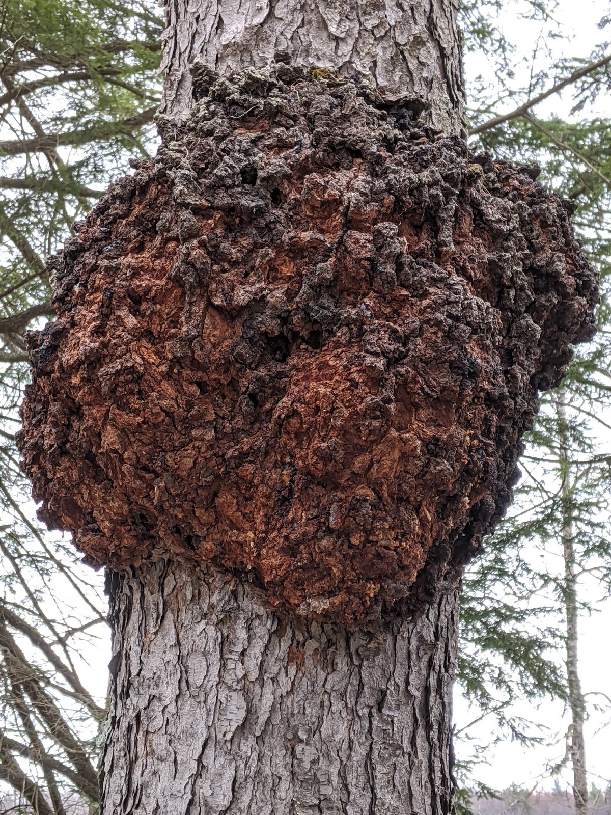 Vernon VT Nature Finds Treasure in the Disease; Black Cherry Burl