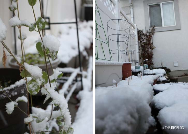 Snow in My Garden // WWW.THEJOYBLOG.NET