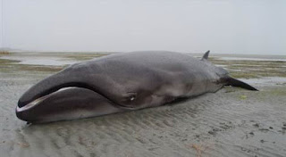 gumpalan misterius di pantai