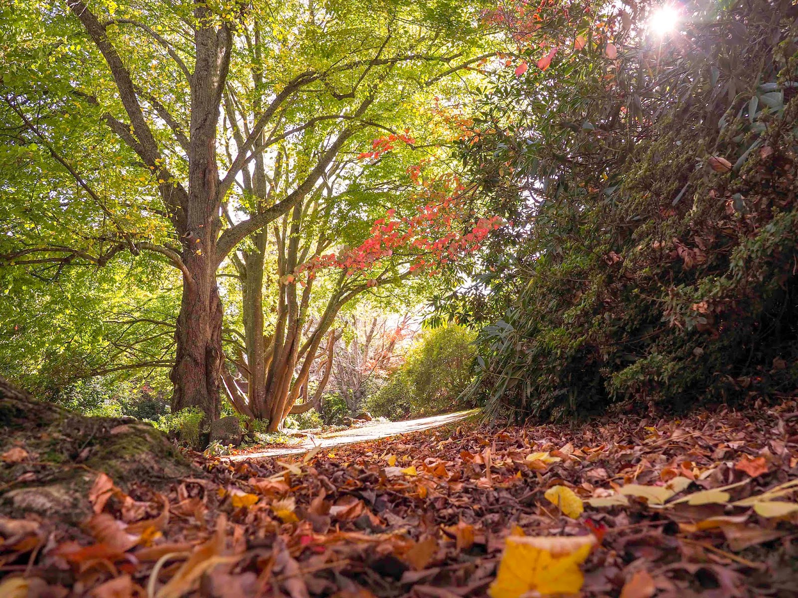 MELBOURNE.SNAPS AUTUMN IN MELBOURNE