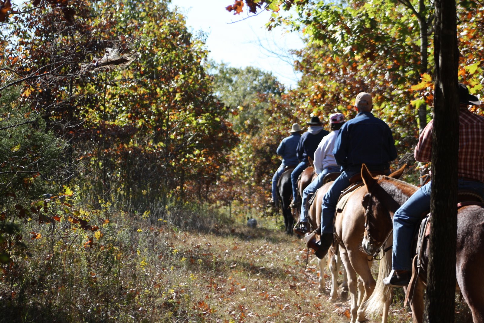 PairADice Mules: Fall Trail Riding