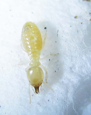 Soldier of Microtermes obesi termite