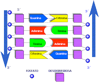 Mediateca Liceo 7 - Paysandú: Material de estudio 4to