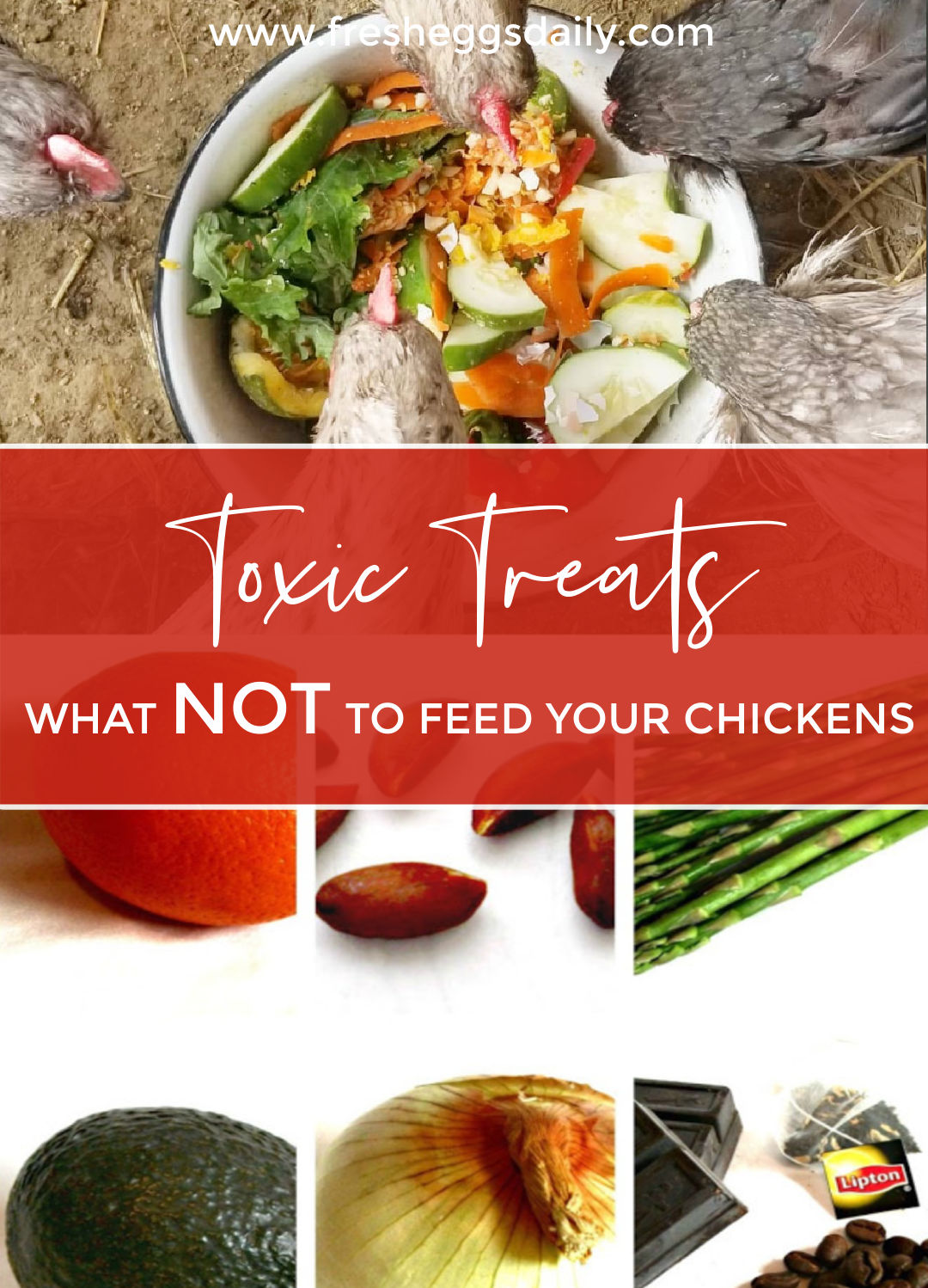 Toxic Treats! 15+ Foods You Shouldn't Feed to your Chickens Fresh