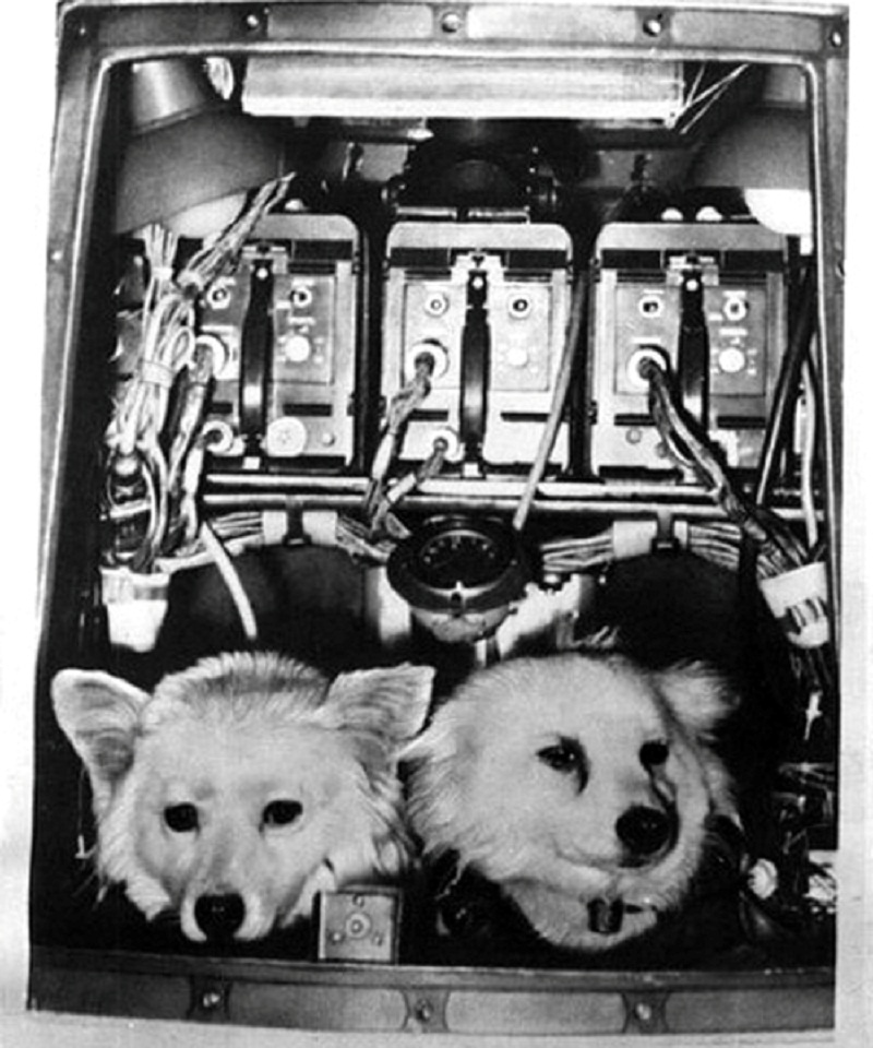 Космосе после собаки. Дезик и лиса собаки космонавты. Дезик и цыган. Собаки дезик и цыган. Первые собаки космонавты дезик и цыган.