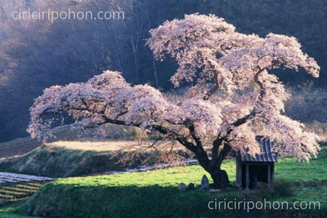 Ciri Ciri Pohon Sakura