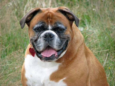16 Dangerous Dog Breeds : The breeds rated the most likely to attack ...