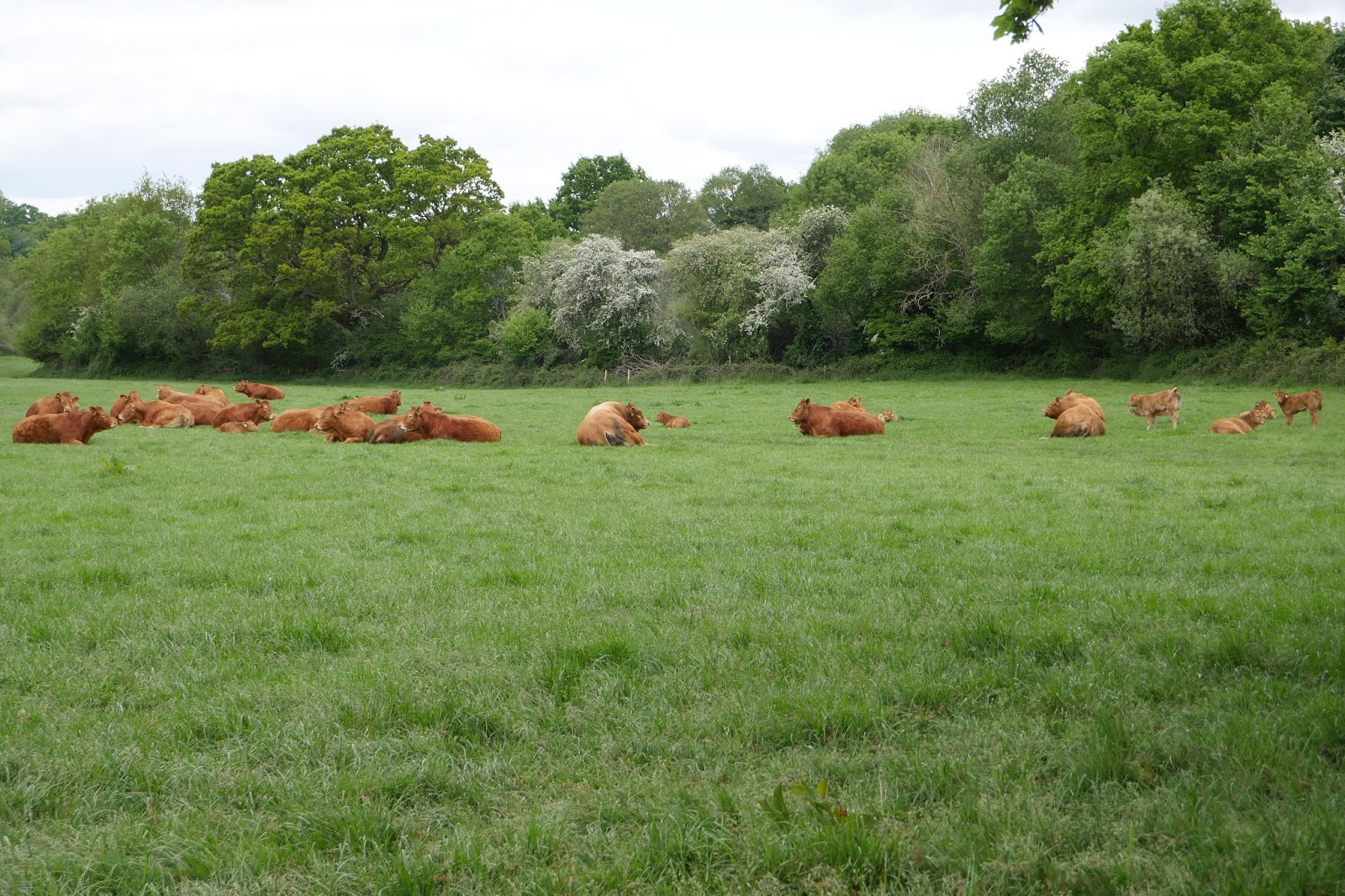 Walking in the country Plastow Green and Cheam School