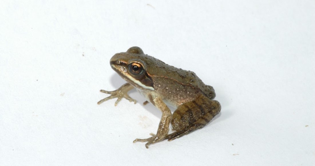 Virginia Water Radio Episode 509 (12720) Earlybreeding Wood Frogs