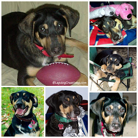 rescue mixed breed puppy smiling shepherd coonhound