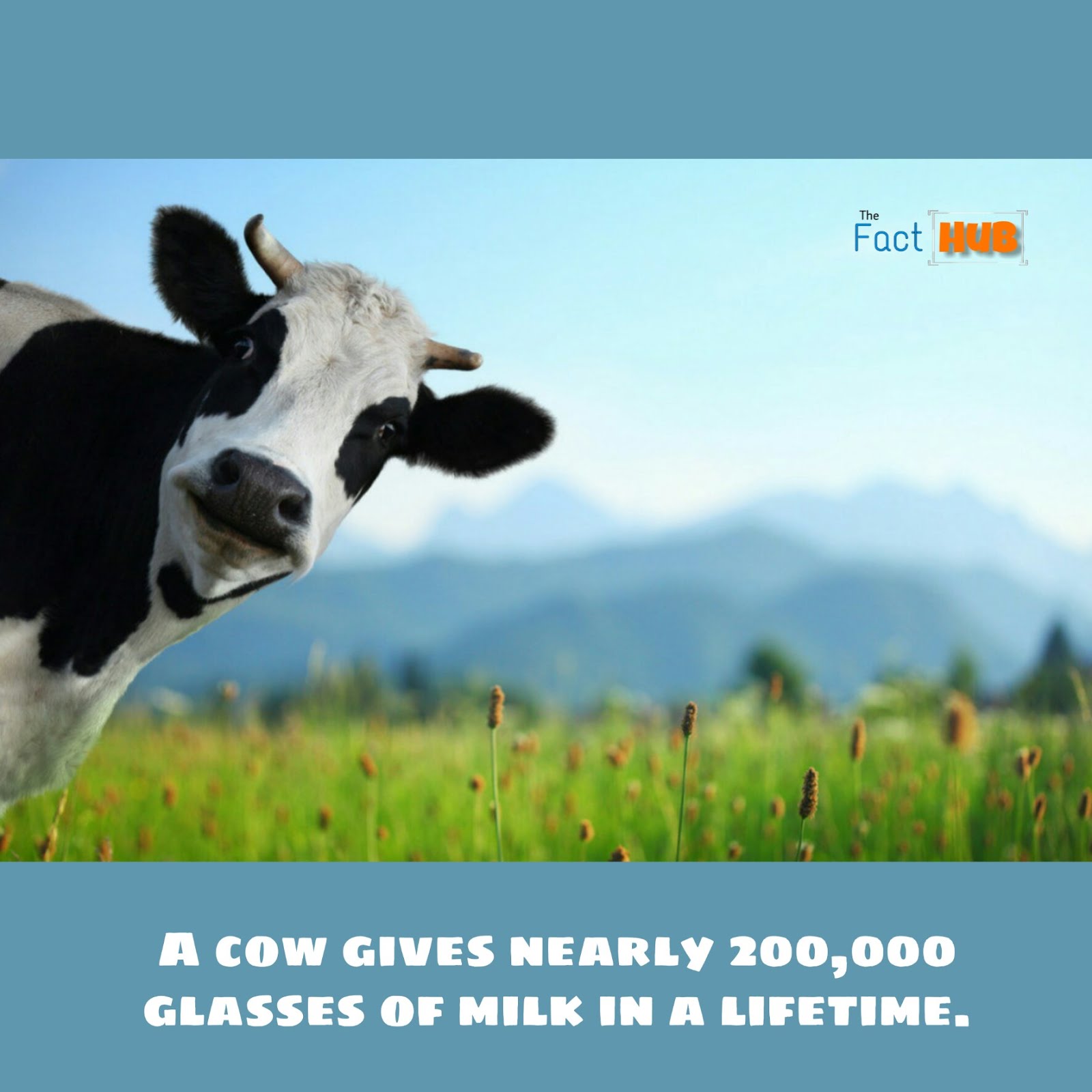 Animal Facts 10 Interesting Facts About Animals The Fact Hub The Fact Hub Also, since dolphins have to consciously think about breathing, they are also one of the only animals known to commit suicide. animal facts 10 interesting facts