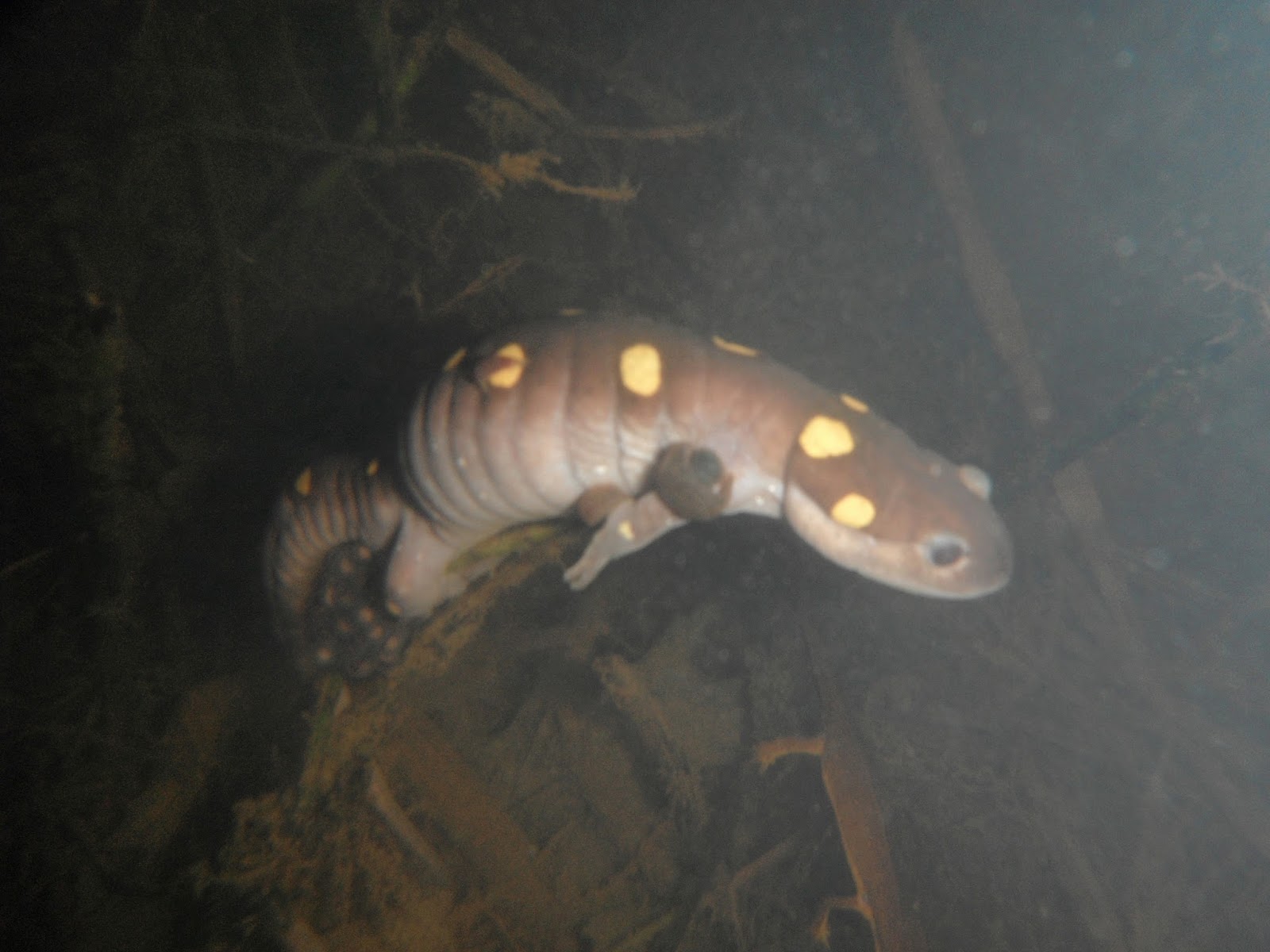 Streamside Salamander Food Regimen