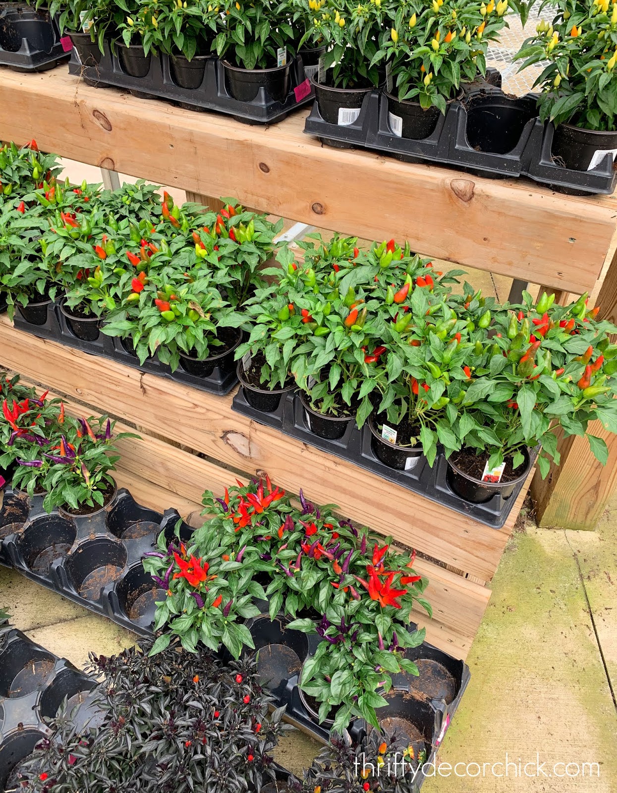 Peppers for fall planters and boxes