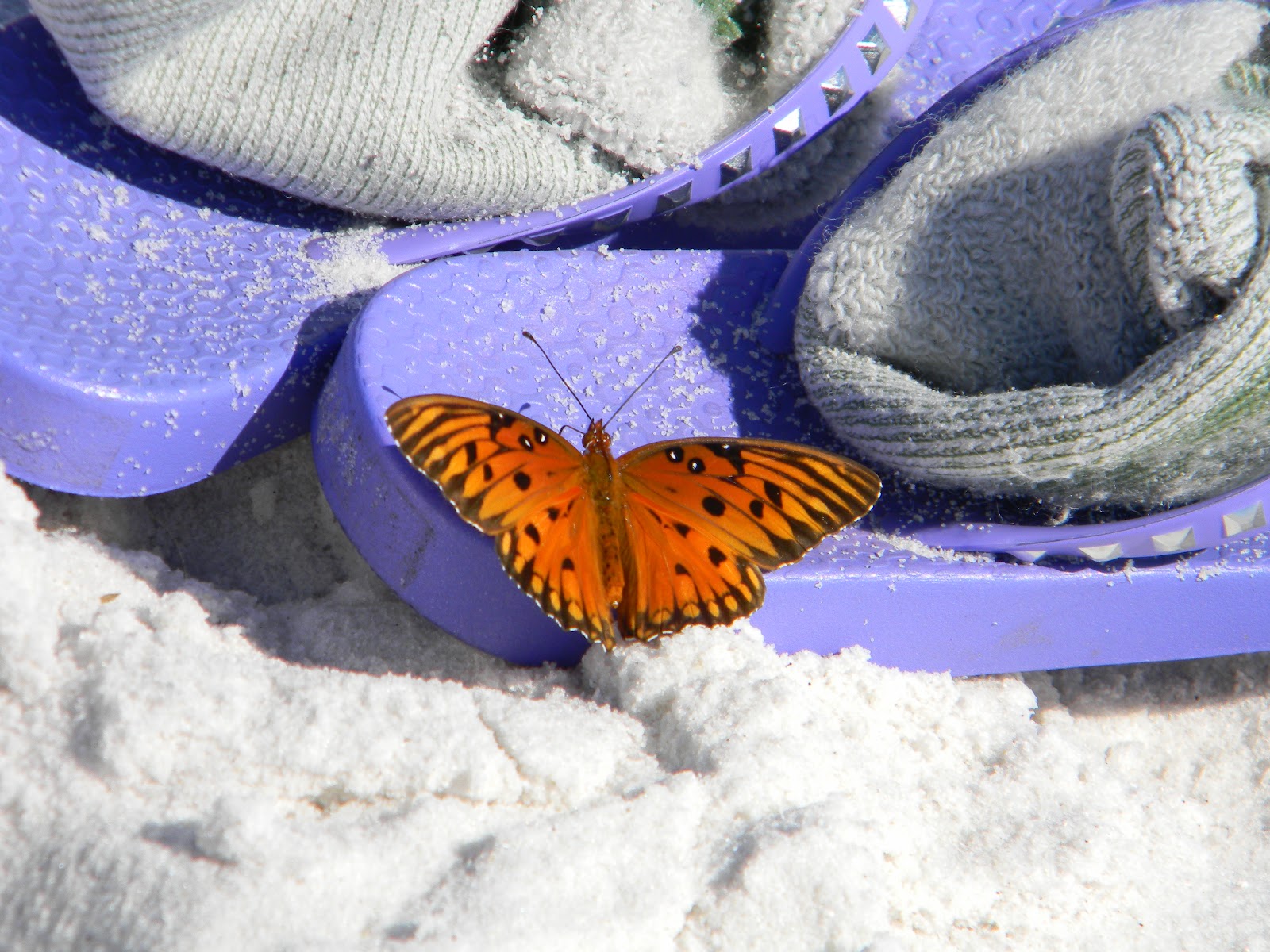RVFulltimingLove The Panhandle Butterfly House, Navarre, Florida