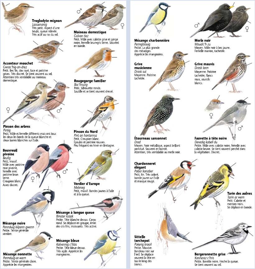 French Vocabulary Illustrated volatile