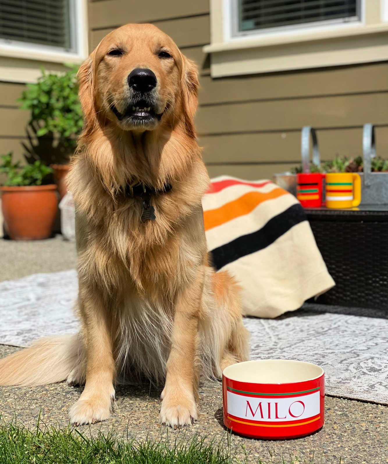 ceramic water bowl dog vinyl cricut