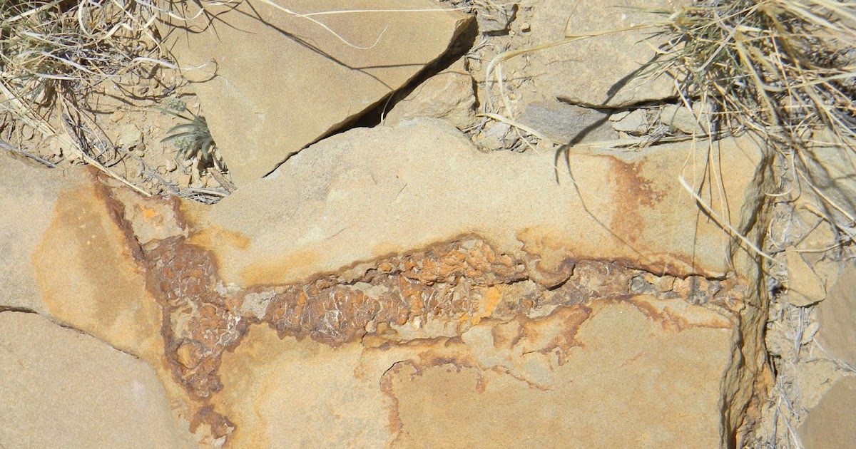 Fossils Fossils New Mexico